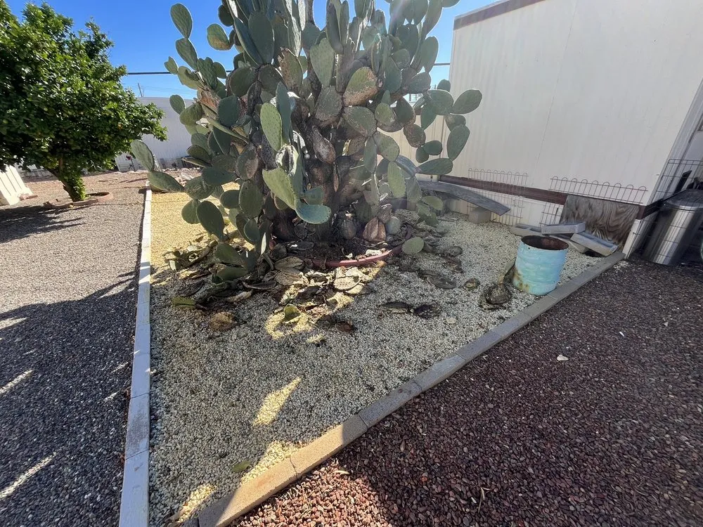 Local yard maintenance experts serving Tucson, AZ - Tidy Up Yard