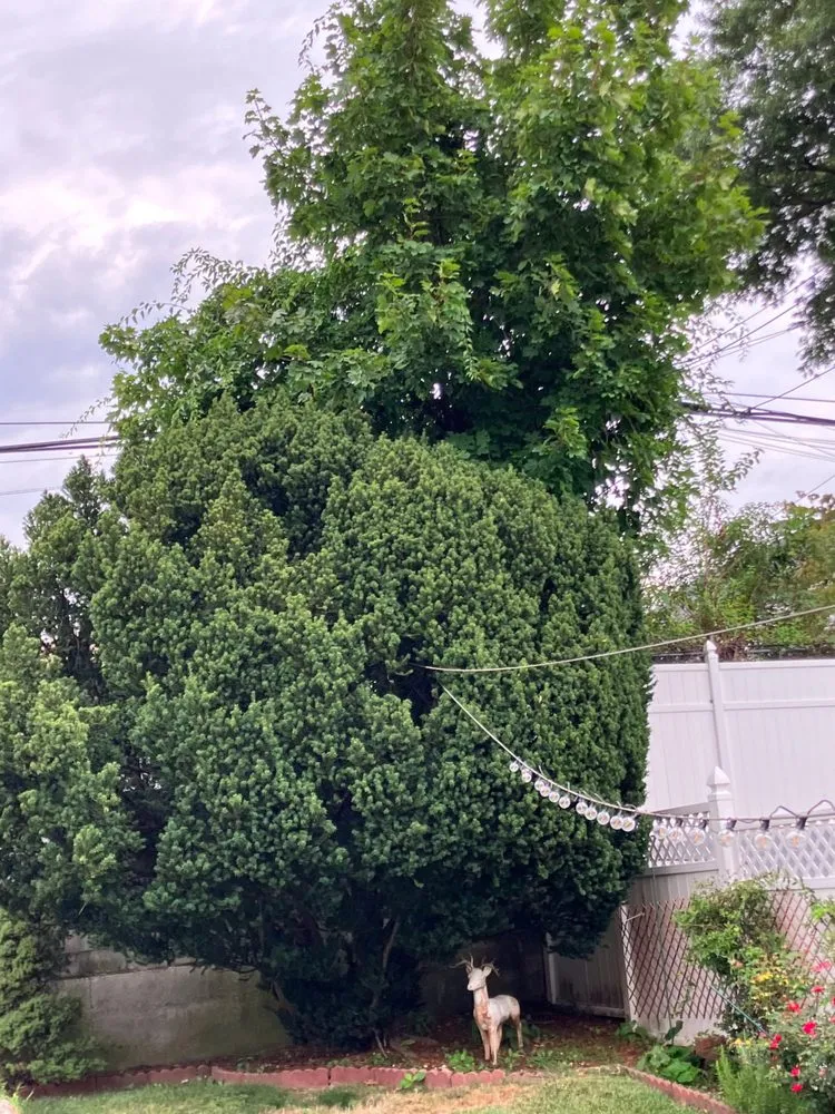 Local landscape installation for beautiful yards in Little Neck, NY by Tielis Landscaping and Tree Service