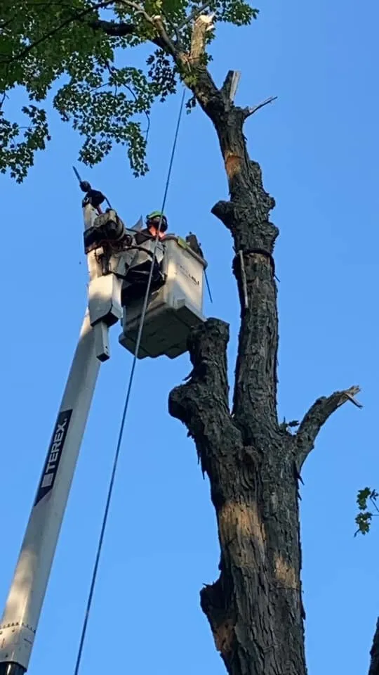 Reliable residential landscaping experts serving Seymour, CT - Tier 1 Estate Care