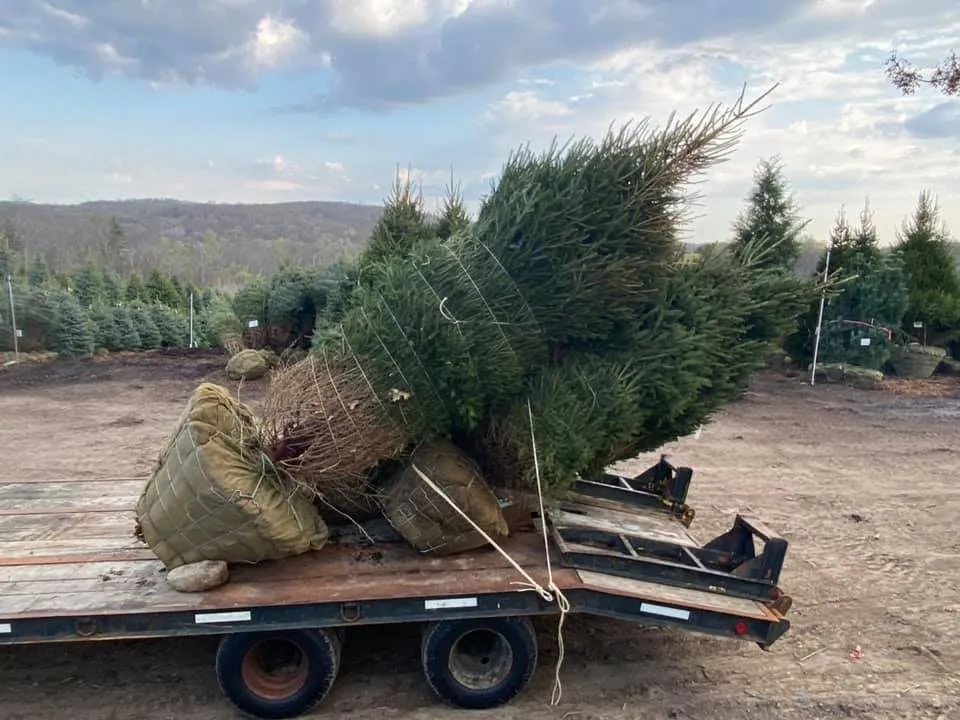 Affordable landscape design experts serving Seymour, CT - Tier 1 Estate Care