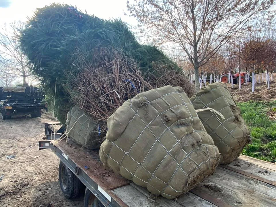 Affordable outdoor landscaping in Seymour, CT - Tier 1 Estate Care