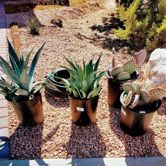 Local lawn care service for residential properties in Prescott Valley, AZ by Tierra Bonita Construction