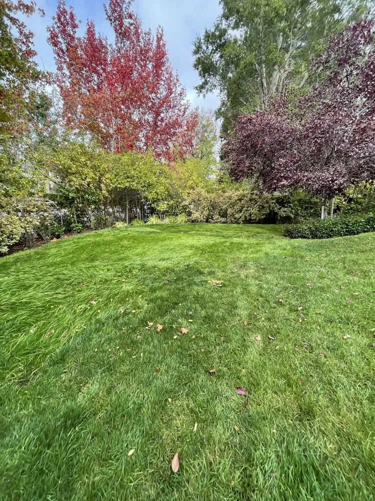 Reliable yard cleanup service near you in East Palo Alto, CA by Tierra Landscaping