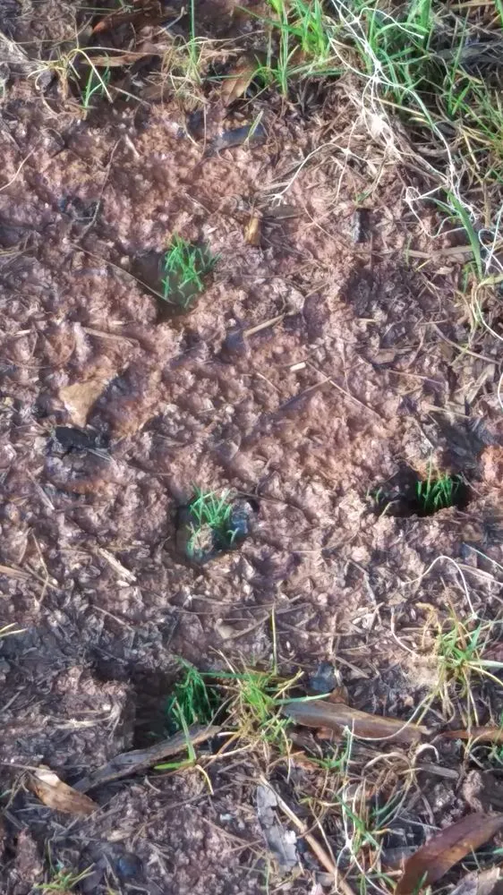 Reliable lawn care service with custom design across Durham, NC - Tierra Verde