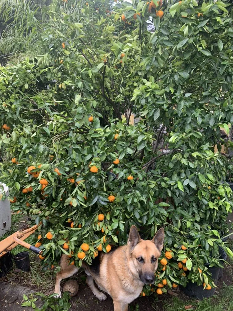 Trusted garden landscaping for outdoor upgrades across Arcadia, CA - Tierra Verde Landscape & Masonry