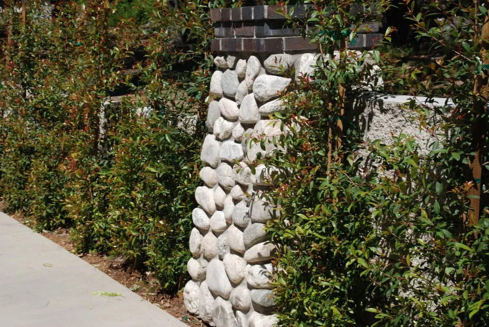 Affordable yard cleanup service in Arcadia, CA by Tierra Verde Landscape & Masonry