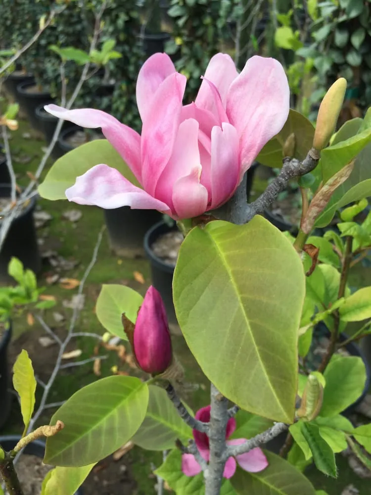 Local landscape design in Arcadia, CA - Tierra Verde Landscape & Masonry