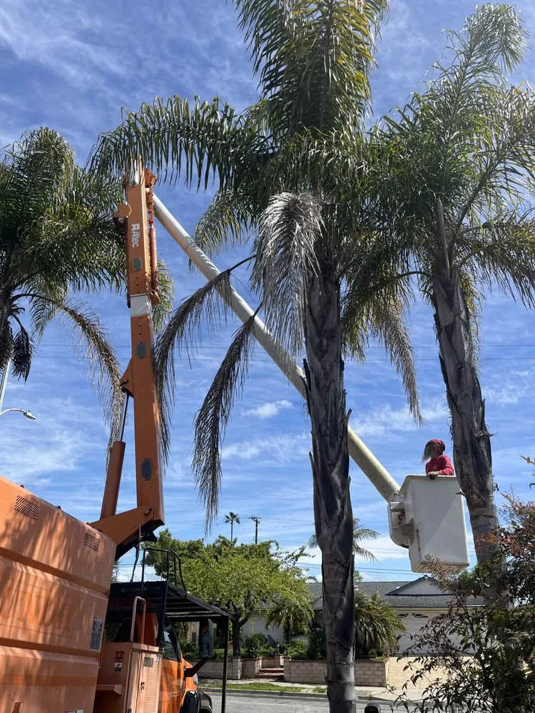 Custom residential landscaping in Santa Barbara, CA - Tierra Verde Tree Care