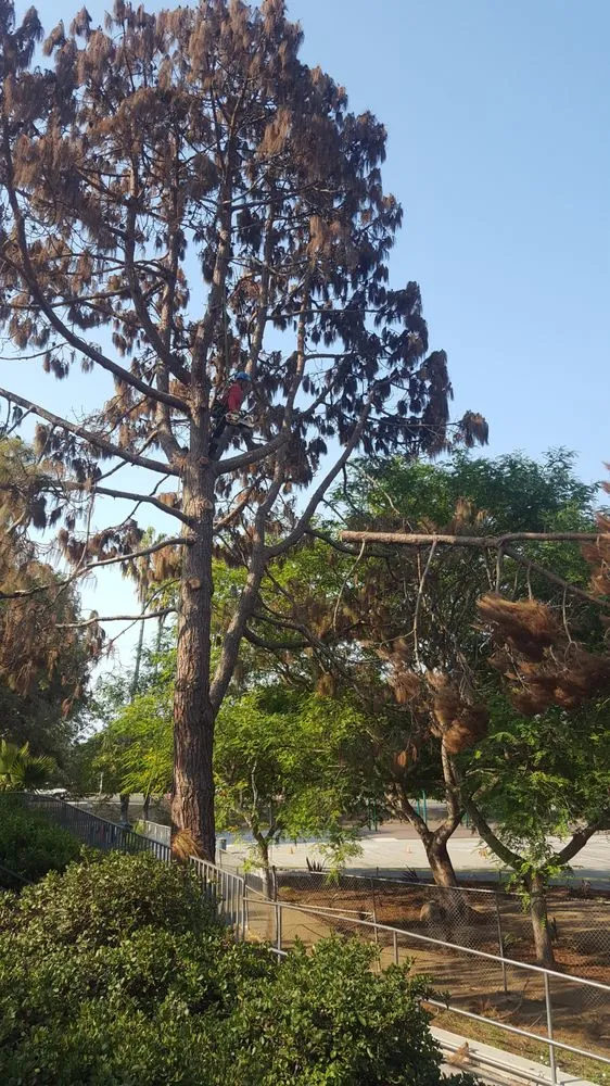 Top-rated lawn mowing service for year-round maintenance across Santa Barbara, CA - Tierra Verde Tree Care