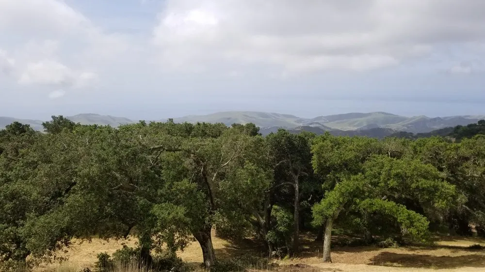 Trusted outdoor landscaping for outdoor upgrades in Santa Barbara, CA by Tierra Verde Tree Care