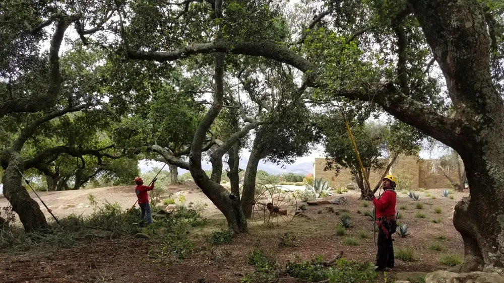 Trusted yard maintenance experts serving Santa Barbara, CA - Tierra Verde Tree Care
