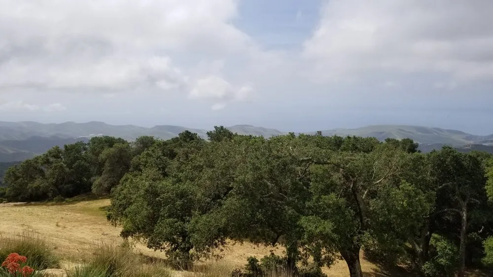 Professional landscaping services in Santa Barbara, CA by Tierra Verde Tree Care