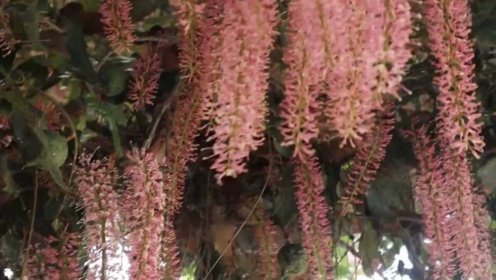 Expert residential landscaping for outdoor upgrades in Santa Barbara, CA by Tierra Verde Tree Care