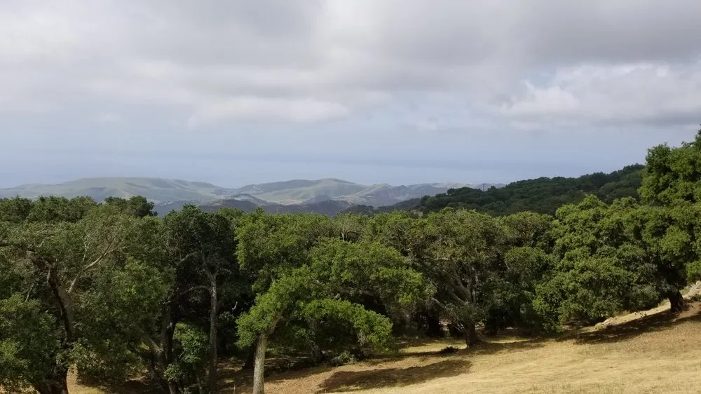 Expert yard cleanup service in Santa Barbara, CA - Tierra Verde Tree Care