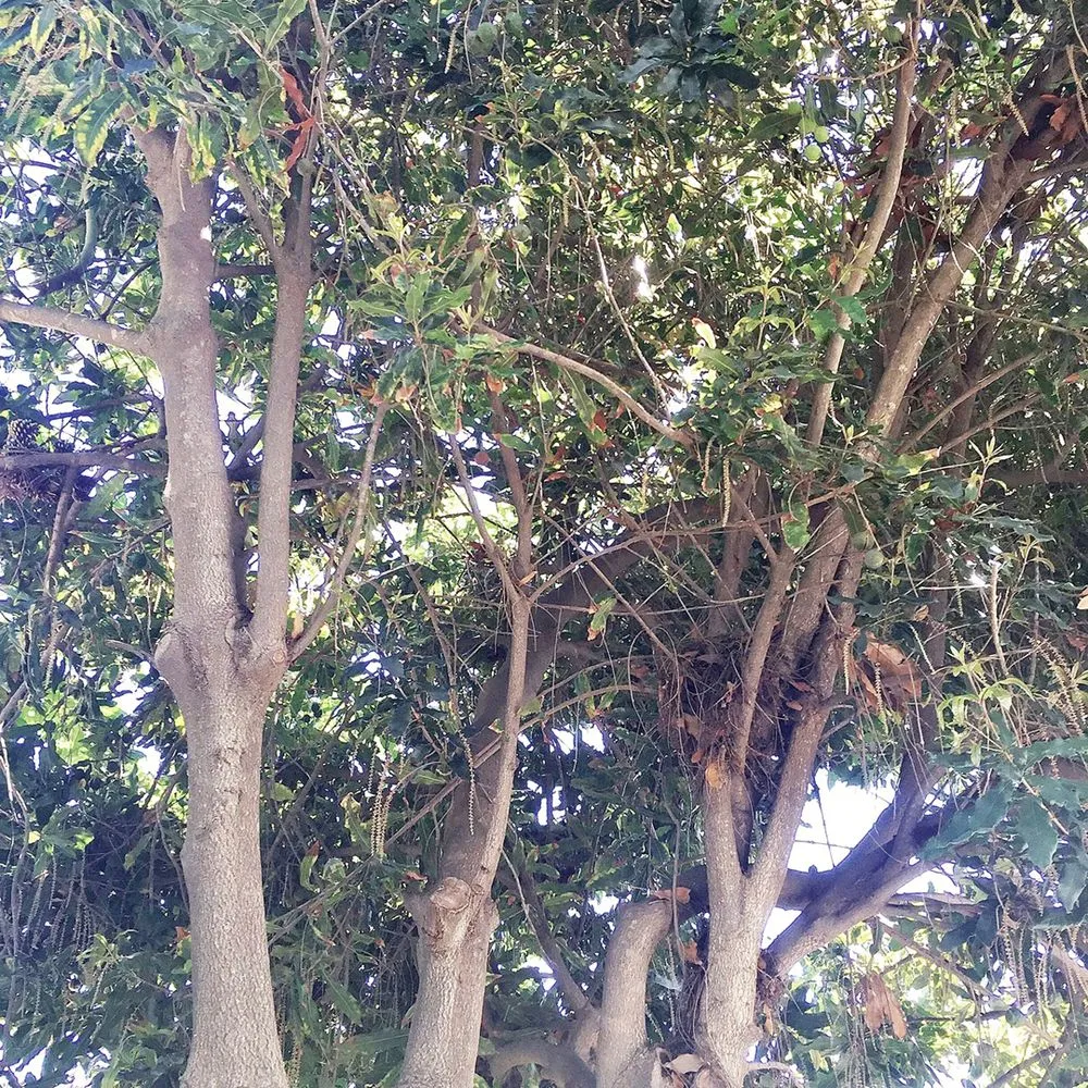 Expert landscape installation with custom design in Santa Barbara, CA by Tierra Verde Tree Care