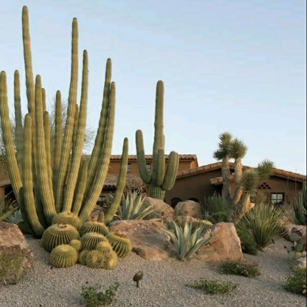 Local lawn mowing service in Phoenix, AZ - TierraCare Landscaping