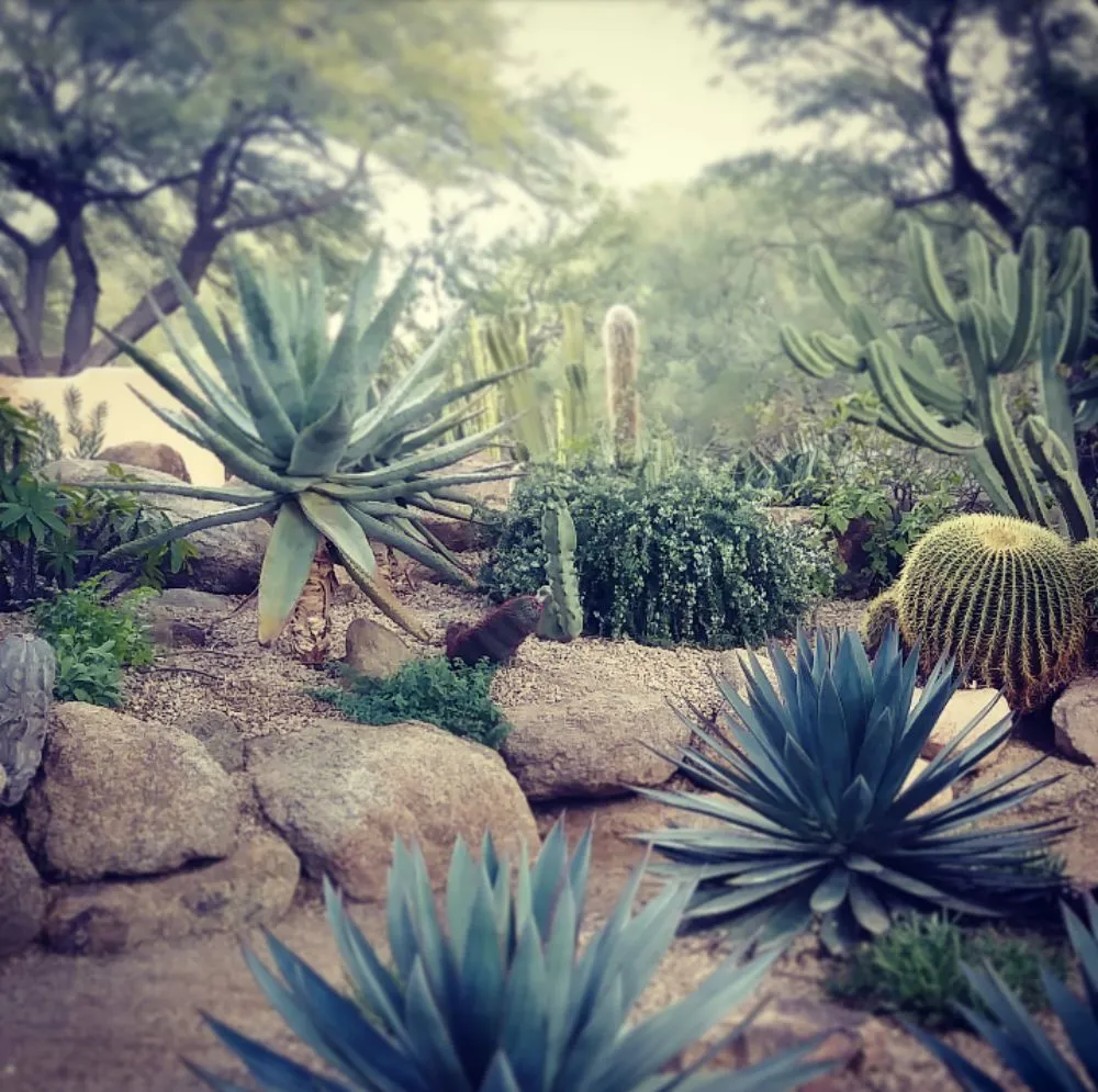 Custom garden landscaping near you in Phoenix, AZ by TierraCare Landscaping