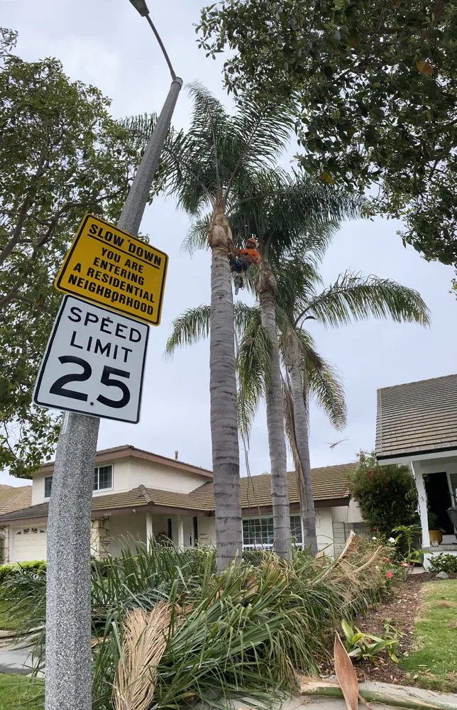 Local yard maintenance in Santa Ana, CA - TierraVista Landscaping