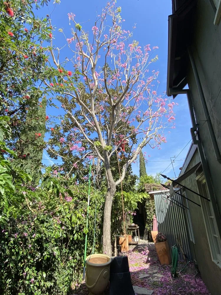 Top-rated residential landscaping in Santa Ana, CA - TierraVista Landscaping