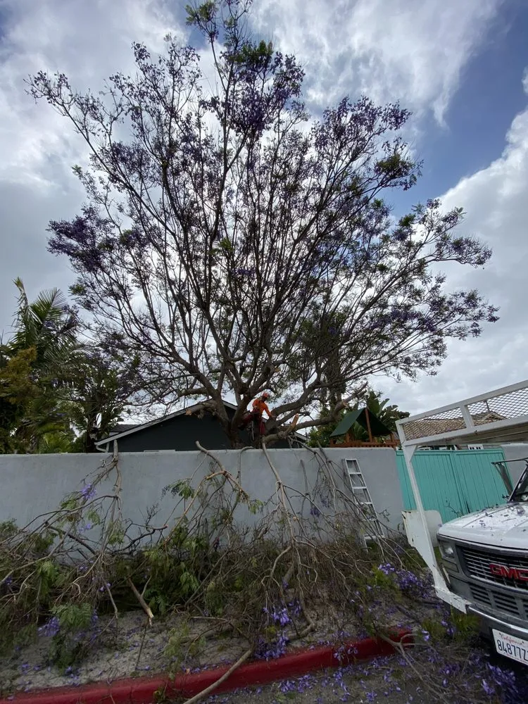 Professional lawn care service in Santa Ana, CA - TierraVista Landscaping