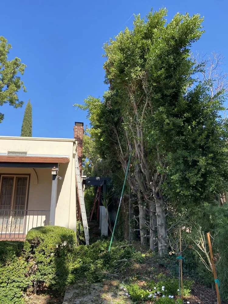 Affordable landscape design for year-round maintenance in Santa Ana, CA by TierraVista Landscaping