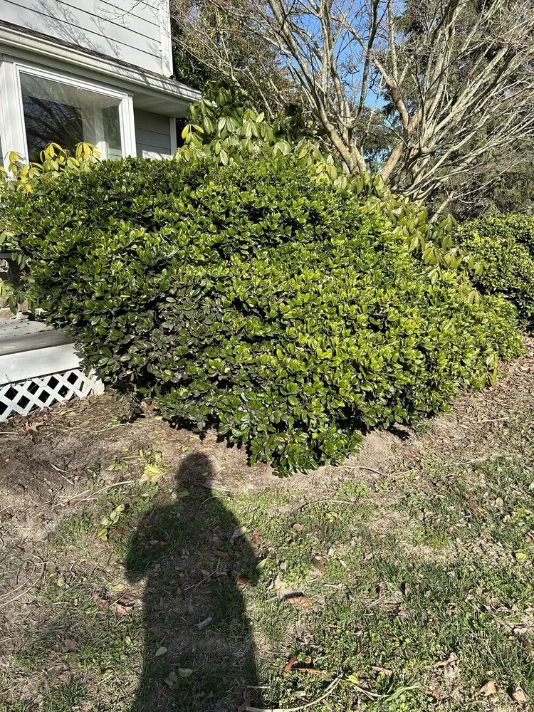 Reliable lawn care service for beautiful yards in Millsboro, DE by Tiffany’s Lawn Care Services