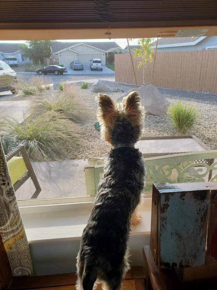 Professional lawn mowing service in Fernley, NV by Tiger Concrete and Landscaping