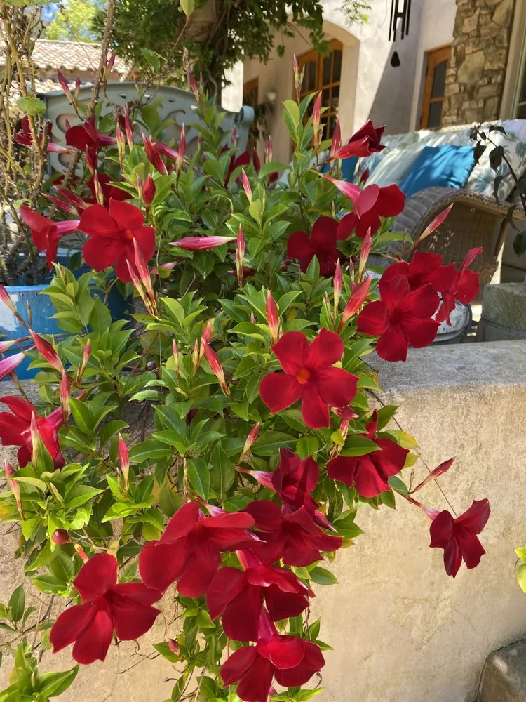 Professional lawn care service for beautiful yards across Escondido, CA - Tiger Landscaping & Tree Services