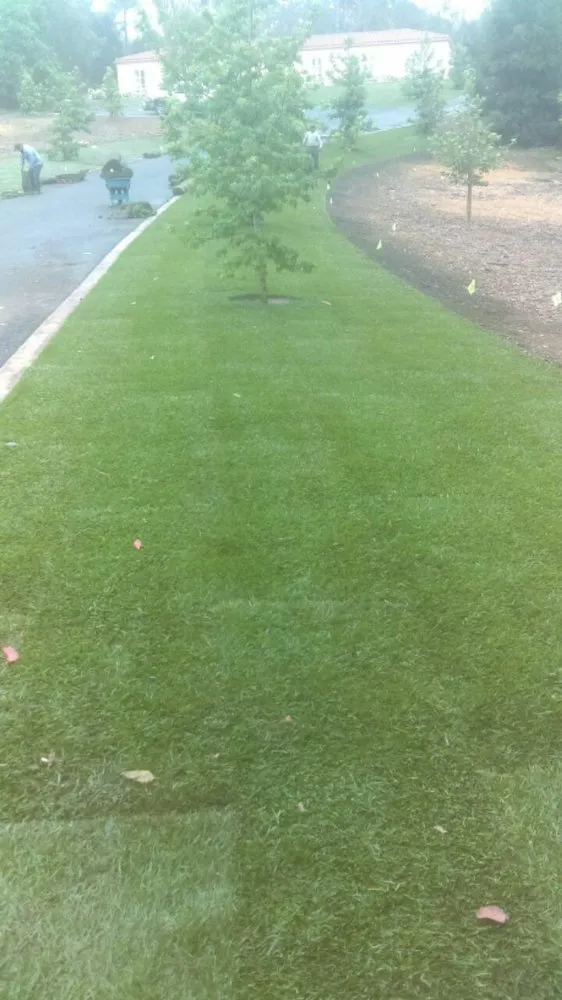 Expert yard cleanup service in Escondido, CA - Tiger Landscaping & Tree Services