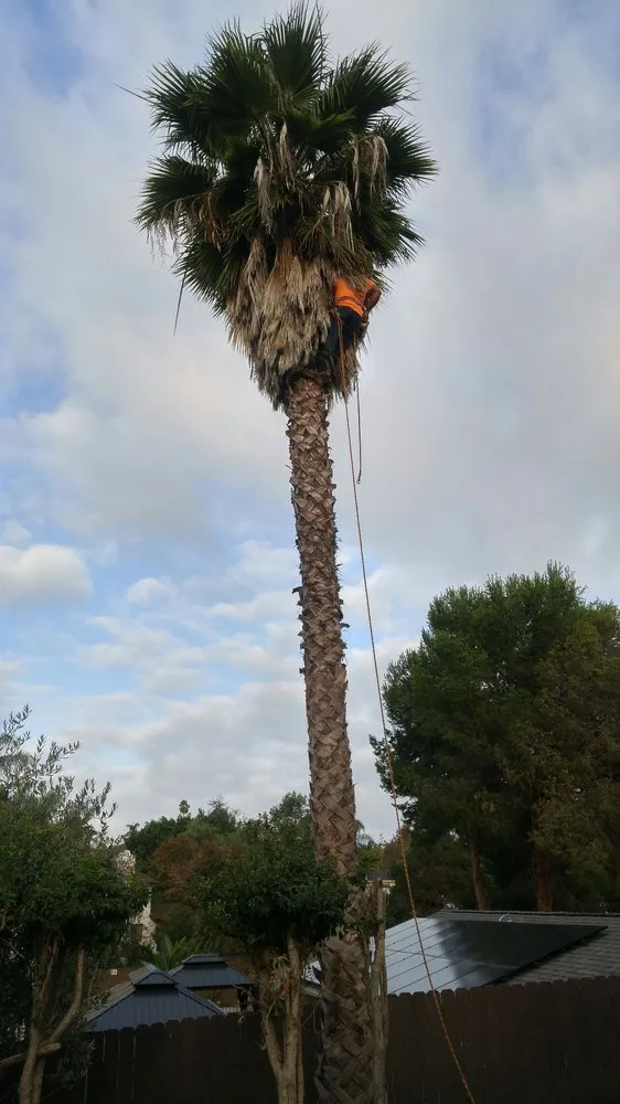 Expert landscaping services experts serving Escondido, CA - Tiger Landscaping & Tree Services