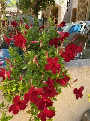 Tiger Landscaping & Tree Services Logo