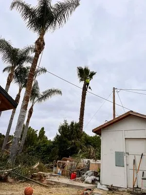 Tiger Landscaping Logo