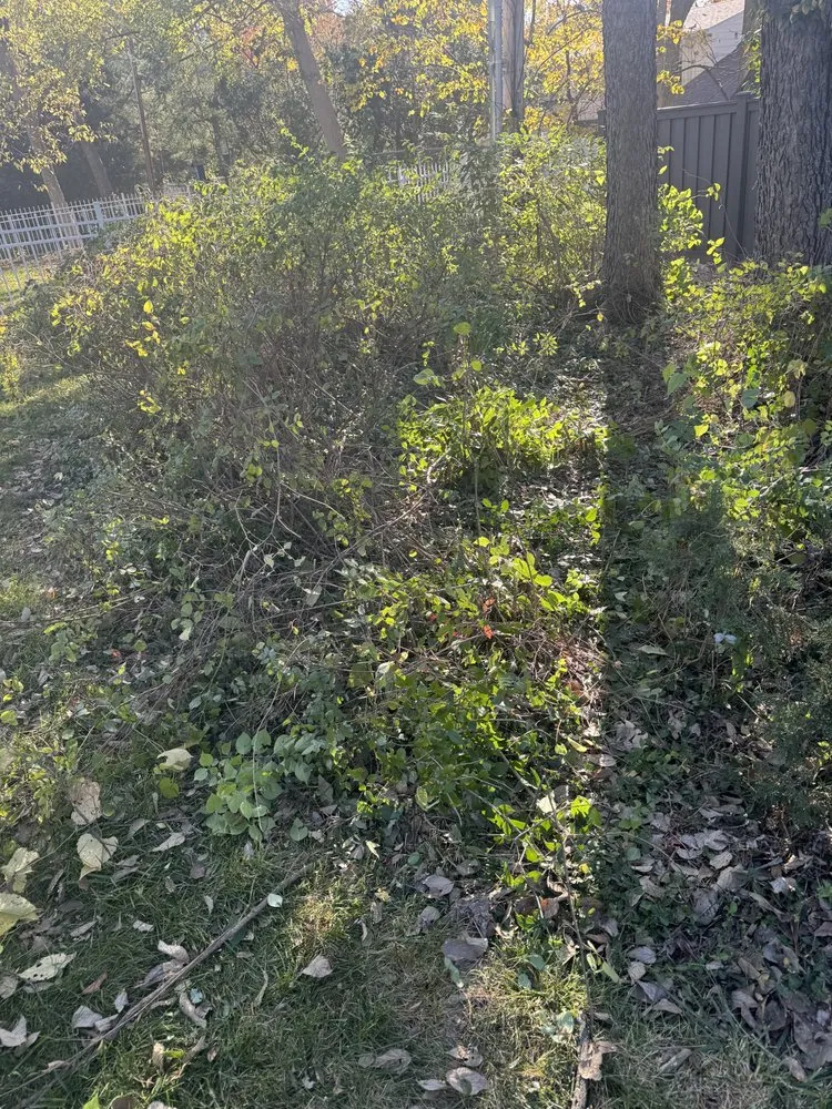 Professional landscape design in Columbia, MO - Tiger turf Lawn Care