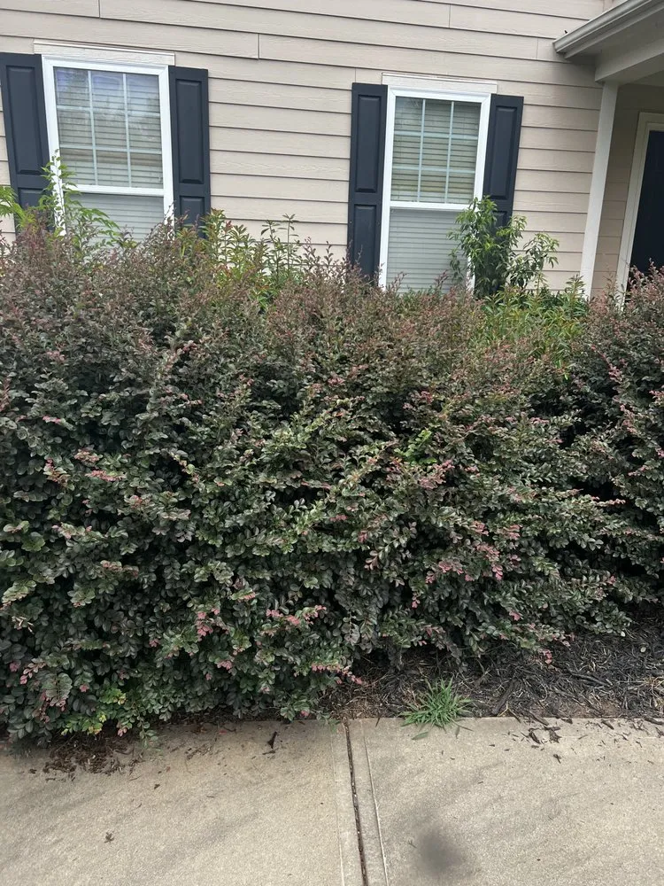 Top-rated outdoor landscaping in Concord, NC - Tiger Walk Landscaping