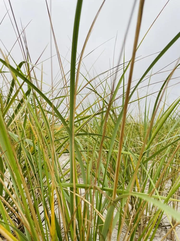 Expert yard maintenance experts serving Toms River, NJ - Tigerlily Property Maintenance