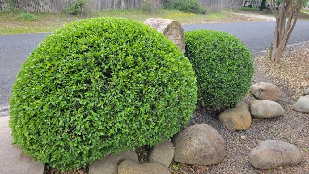 Professional landscape design for homes across Austin, TX - Tigers Tree Services & Landscaping