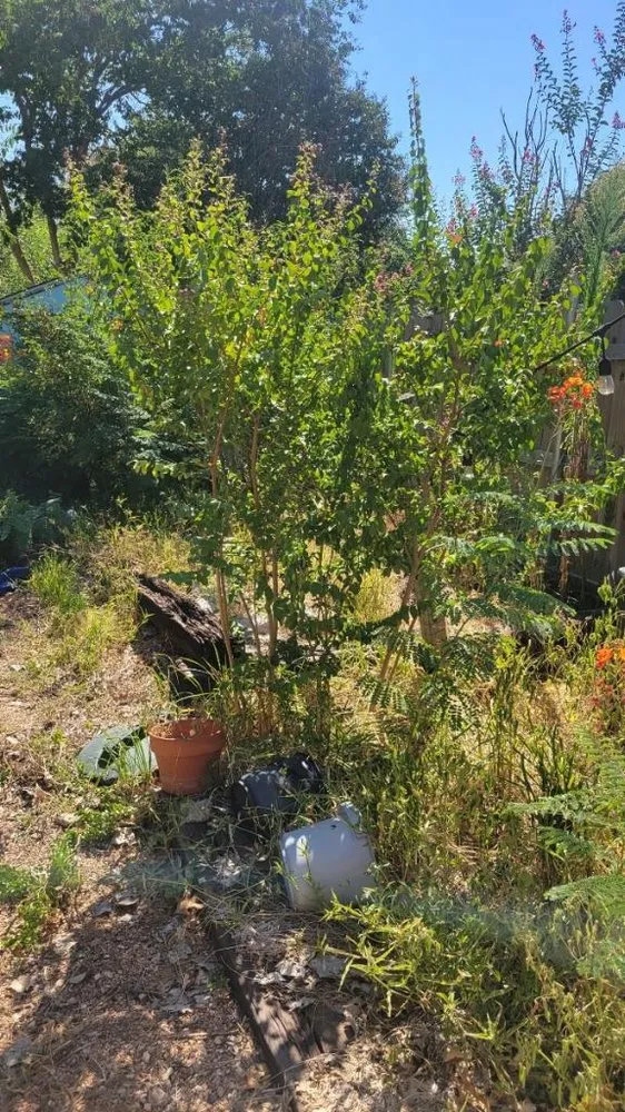 Trusted lawn mowing service for beautiful yards across Austin, TX - Tigers Tree Services & Landscaping