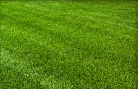 Professional residential landscaping for beautiful yards across Dobbs Ferry, NY - Tigre Tree Care and Landscaping