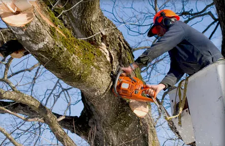 Local residential landscaping in Dobbs Ferry, NY by Tigre Tree Care and Landscaping