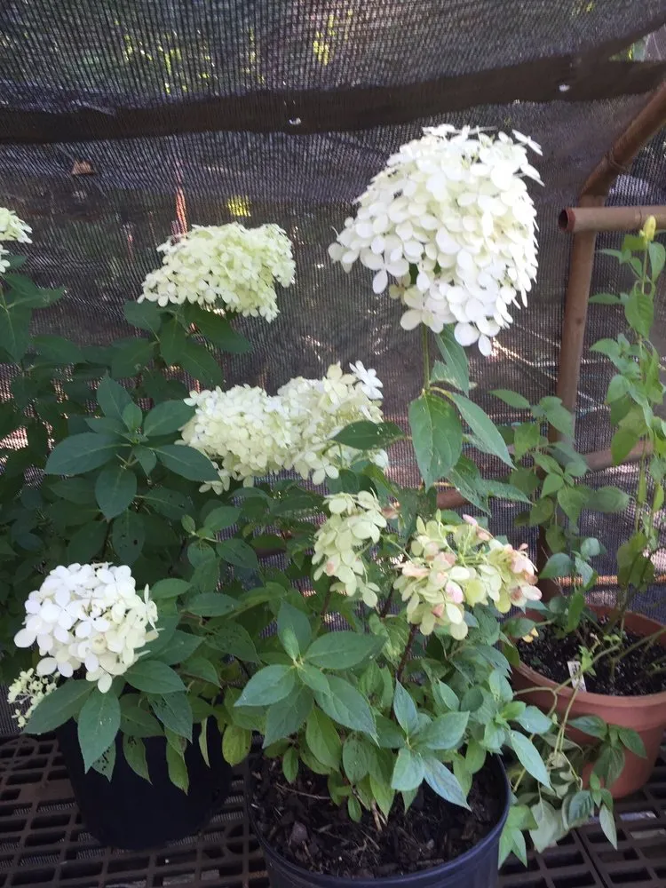 Reliable garden landscaping with custom design in Hemphill, TX by Tiki Gardens Nursery & Landscaping