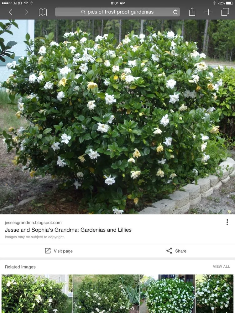 Affordable landscape design in Hemphill, TX by Tiki Gardens Nursery & Landscaping