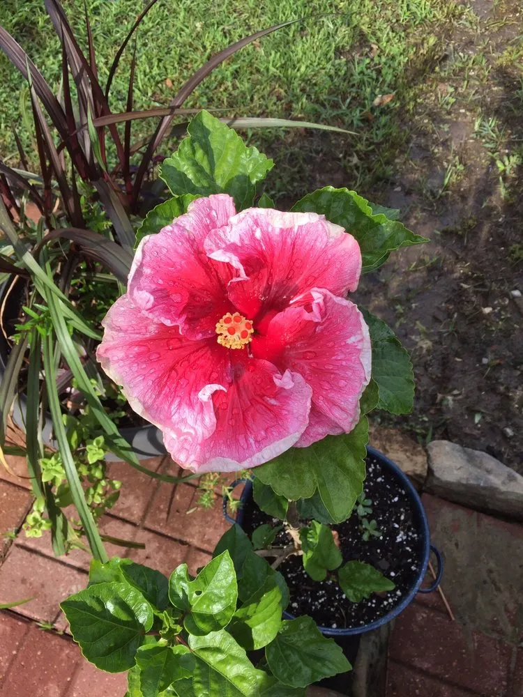 Professional garden landscaping experts serving Hemphill, TX - Tiki Gardens Nursery & Landscaping