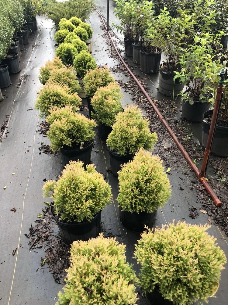 Professional landscape design in Hemphill, TX by Tiki Gardens Nursery & Landscaping