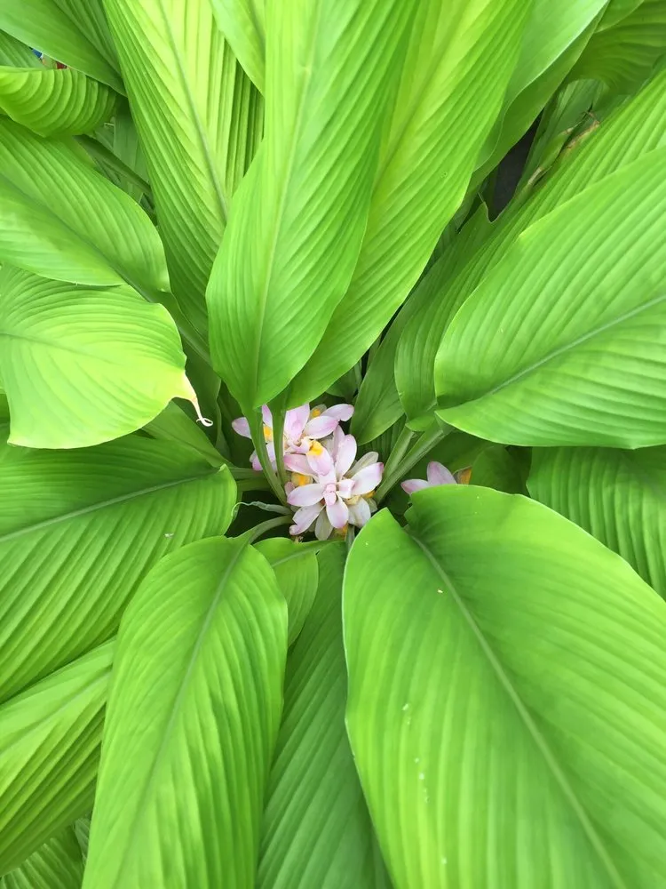 Reliable lawn care service for homes across Hemphill, TX - Tiki Gardens Nursery & Landscaping