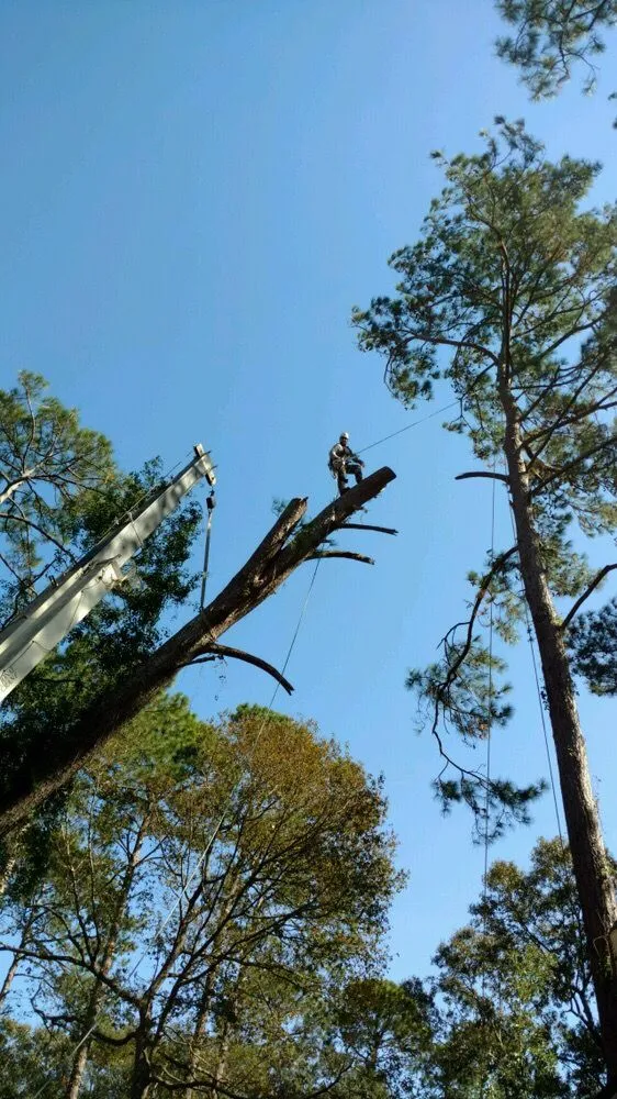 Expert residential landscaping experts serving Williamsburg, VA - Tiki Tree and Landscape