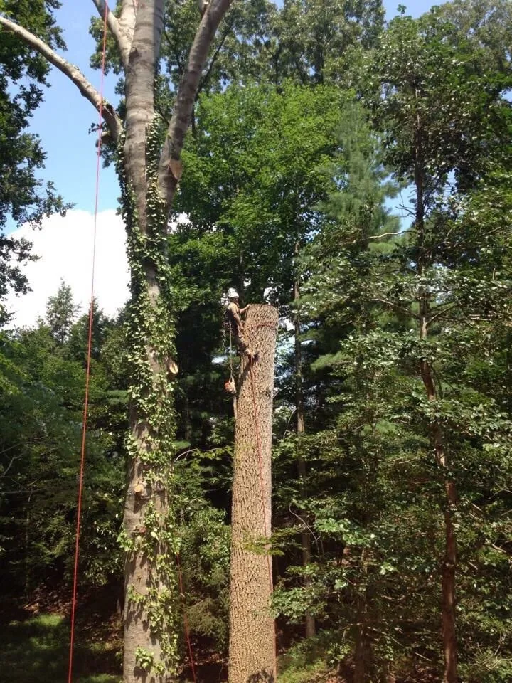 Expert garden landscaping in Williamsburg, VA by Tiki Tree and Landscape