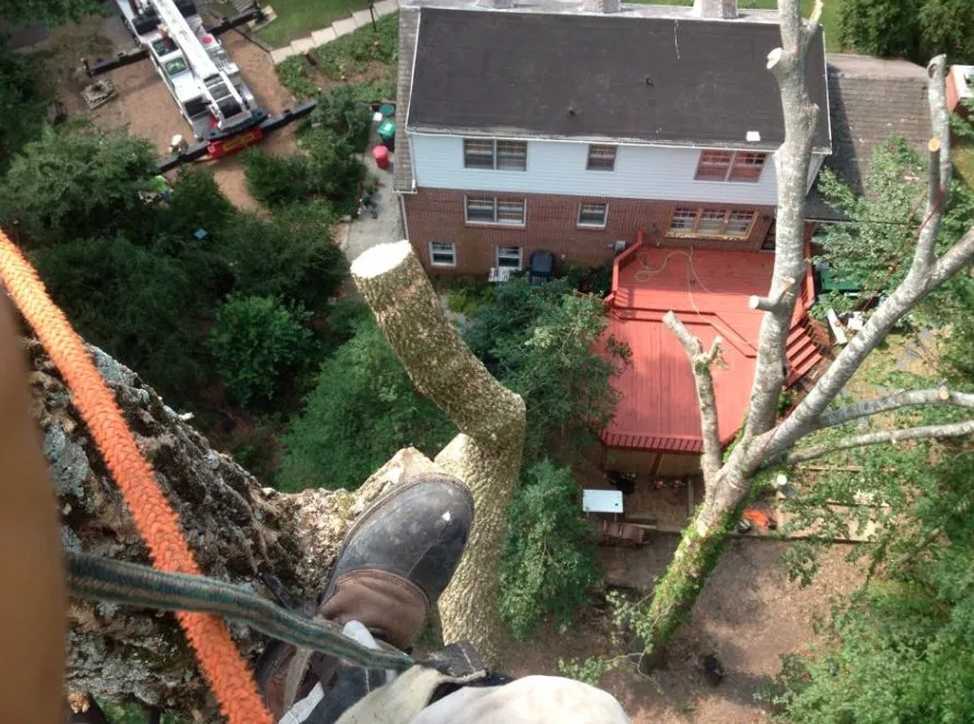 Top-rated yard maintenance for beautiful yards across Williamsburg, VA - Tiki Tree and Landscape