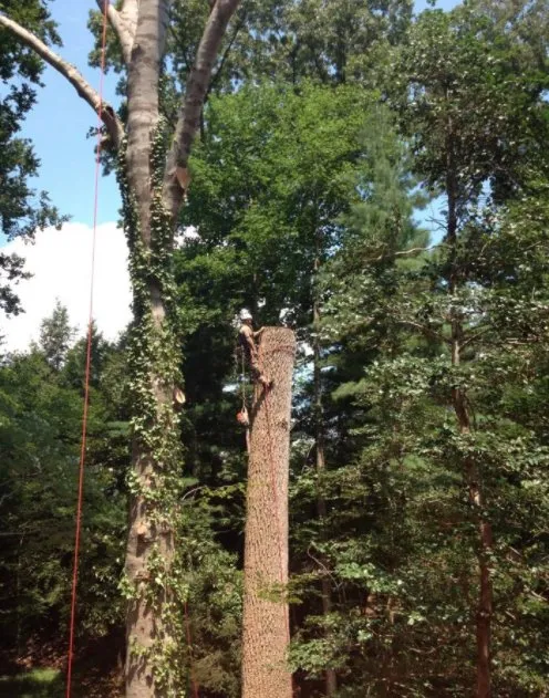 Reliable landscape installation for year-round maintenance across Williamsburg, VA - Tiki Tree and Landscape