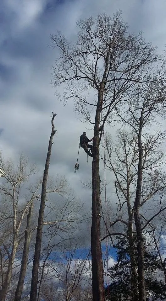 Reliable outdoor landscaping for year-round maintenance across Williamsburg, VA - Tiki Tree and Landscape