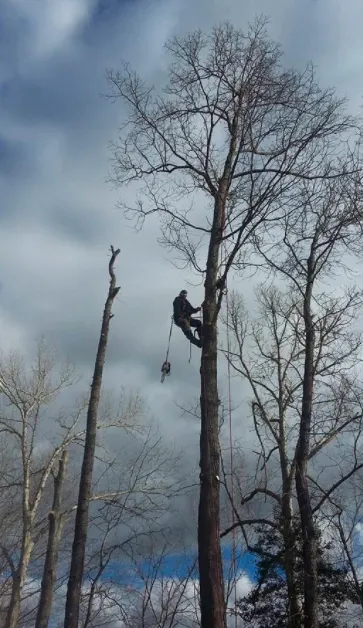 Local residential landscaping in Williamsburg, VA - Tiki Tree and Landscape